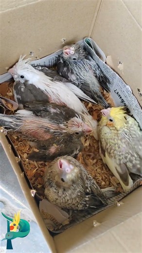 10 குஞ்சுகளும் எவ்வளவு 🥳🥳 COCKATIEL | CONURE CHICKS | MADURAI BIRDS FARM