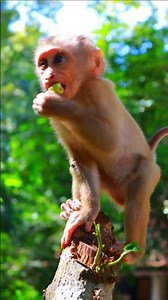 Adorable Lynx Eating Lotus