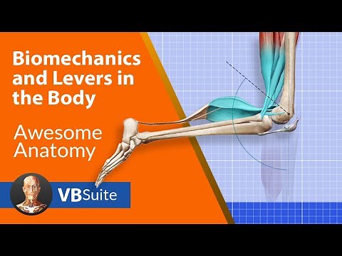 Biomechanics and Levers in the Body