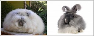 The Difference Between French Angora and English Angora Rabbits With Video