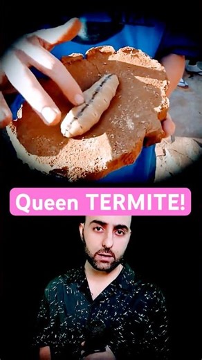 Queen Termite! A Living Egg Factory!