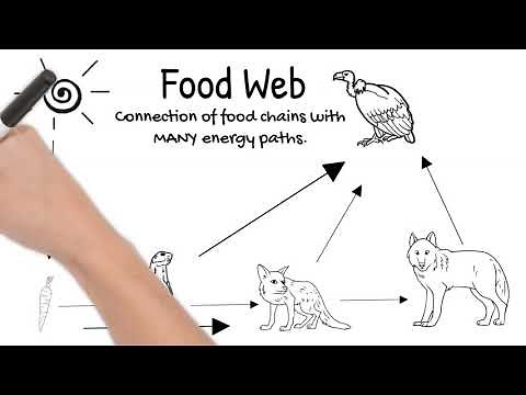 Food Chains and Food Webs. Short Simple Science