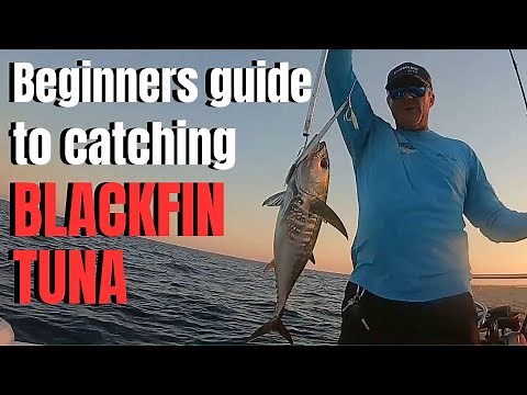 Beginners guide to catching BLACKFIN TUNA