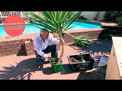 Burke's Backyard, How to Strip a Yucca