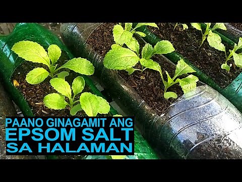 How To Use Epsom Salt In The Garden