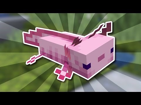 Everything There is to Know About Axolotls in Minecraft 1.21