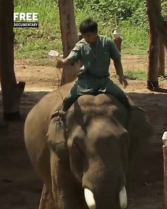 11K views · 142 reactions | Somewhere on Earth: Laos Leua, an...