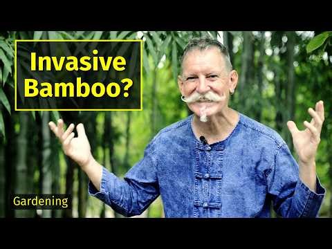 The Truth About Bamboo Is it Really as Invasive as People Think