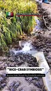 141 reactions · 11 comments | Uses and Benefits of the Rice-Crab Co-culture System. Watch This! #farming #crabs #culture #manaypeps | Efigenia Lustre | Facebook