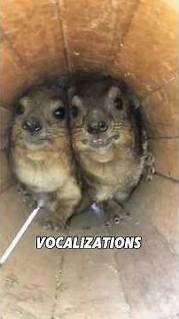 Discover the fascinating world of the Rock Hyrax! #puppy