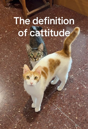 Understanding Cattitude: The Sassy Yet Polite Behavior of Cats