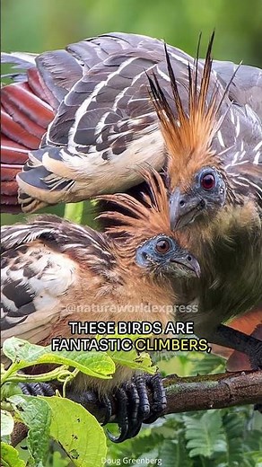 Hoatzin | Amazon's Stinkbird
