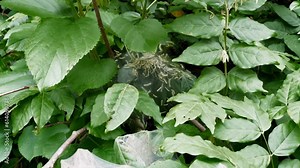 A cocoon of hatching Caterpillars deep in Tree Branches Stock ビデオ