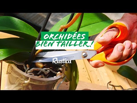 Tailler pour faire refleurir un phalaenopsis