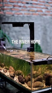 139K views · 2.3K reactions | After more than a month of setting up, the water is finally stable,just in time to add the @hygger.official wavemaker! Now my stream river tank is complete, flowing like a real river at home. Aquascaping vibes, happy fish, and plants dancing with the current, this is why I love the aquarium hobby! | magical Lighting by @dalua_international | beautiful creatures Goby fish from @shallow_river_tank  | Onlyfinstudio | Facebook