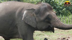 Borneo Pygmy Elephant Facts | Science Facts