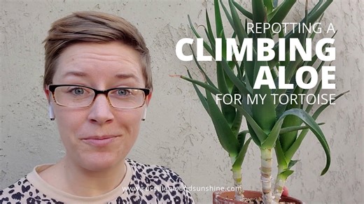 Repotting a Root-Bound Climbing Aloe: Step-by-Step Guide