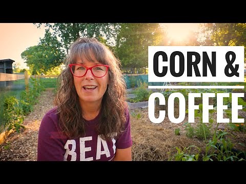 TOP 3 TIPS for GROWING CORN | For The Back Yard Gardener