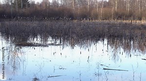 A pond with aquatic plants vegetation and typha reeds. Camera slide.