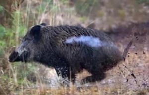 VIDEO: Top 10 Pig Hunting Clips - Sporting Shooter
