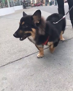 Just a corgi mixed with a german shepherd... 😍😍 | VT