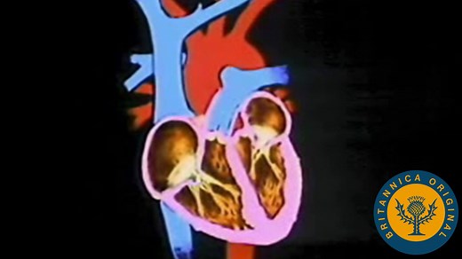 Structure and function of the Human Cardiovascular System | Britannica