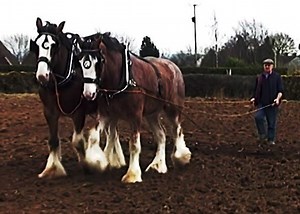 Farming with horses and vintage tractors.. | Videos of Irish Farming Life