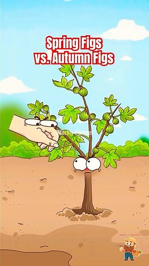 Spring Figs vs. Autumn Figs: Why You Can't Have Both? #figtree #animation
