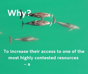 11K views · 65 reactions | Who in the animal kingdom, outside humans, maintains the largest cooperative networks? UNSW Evolution & Ecology Research Centre, UNSW University of Bristol Universität Zürich The University of Western Australia University of Massachusetts Photo Credit: Simon Allen | UNSW Science | Facebook