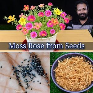 80K views · 1.4K reactions | EASILY grow Moss Rose from seeds | Portulaca plant from seeds | DIY Gardening : Today I am going to show you how to grow portulaca or moss rose from seeds. This step by step guide on moss rose growing is so easy that beginners can follow easily. This wonderful flower is also called nine o clock flower. I am Ayan from Bonsai Tricks And a Lot More Official. | Bonsai Tricks And a Lot More Official | Facebook