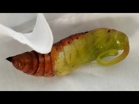 Watch This Moth Larva Turn Into A Hawk-Moth | Hawkmoth's Transformation | Hawk Moth Pupa Hatching