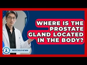 Where Is The Prostate Gland Located In The Body? - Prostate Health Network