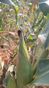 480 reactions · 11 shares | ocean view gardens is an elegant investment for you...15mins only from malindi..100metres from tamarc...behind magarini hill sec school.. 50 by 100@195k deposit 30k bal in 6 to 12months..acre 500k. free flight from nairobi to malindi and back plus a night in malindi to all our clients.. 0797 0797 799111 Favour Land Properties | Mushaina masta page 1 | Facebook