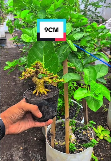 Bonsai Sancang: The Ultimate Miniature Tree Showcase