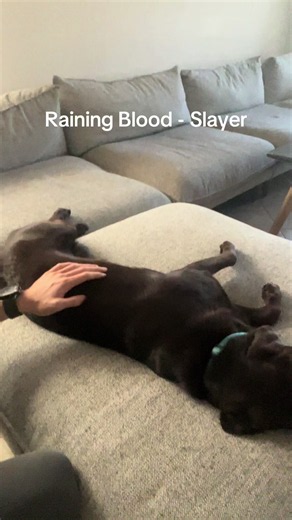 My Drum Kit Grew Four Legs — Labrador Reacts to Slayer