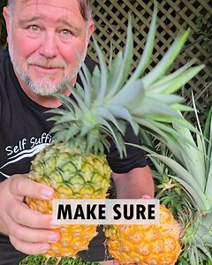 119K views · 4.2K reactions | How to Know When a Pineapple is Ripe | Self Sufficient Me | Facebook