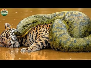 When the Jaguar Attacks the Giant Anaconda in the Amazon | Nature Animal Documentary