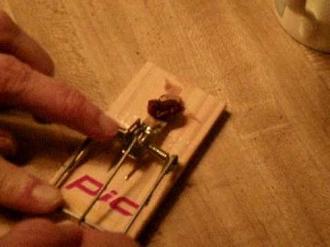 How to set a mousetrap