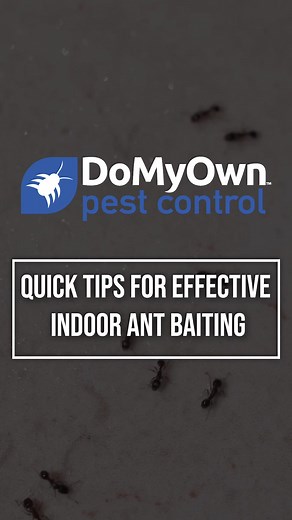 Stop ants from marching into your home ❌ Visit https://bit.ly/3v2QzrY to learn more about indoor ant control at DoMyOwn ✅ #pestcontrol #pests #pest #ants #home #house #kitchen #reelsfb #reelsvideo | Domyown.com - DIY Pest Control, Lawn Care, and More | Facebook
