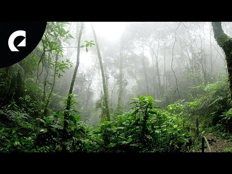 10 Hours of Nature Forest Sounds - Birds, Insects, Crickets 🌳🐦🦗