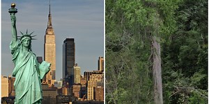 World's deepest canyon is home to tree taller than the Statue of Liberty