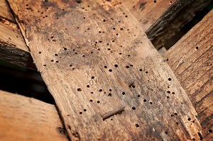 How To Get Rid Of Wood Borers (Step-by-Step Guide) | Cut The Wood