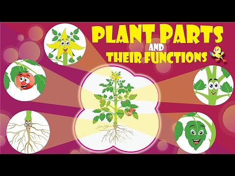 Parts of a Plant and Their Functions for Kids | Root, Stem, Leaf, Flower & Fruit