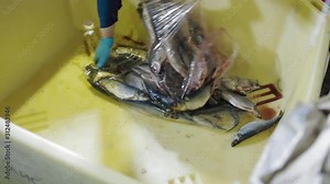Fish Processing Plant at modern factory. Putting fresh fish in container Stock Video