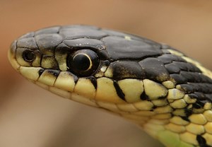 4 Types of Garter Snakes in Ontario! (w/ pics)