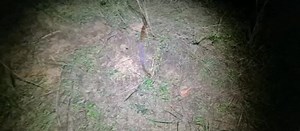 Un autre superbe python 🐍des rochers ( Python seba ) à sette cama 🇬🇦 Il se déplace activement après la pluie. 📸 Ewan Kyle | Nery'w TV
