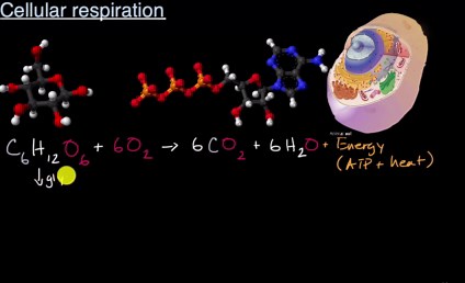 Cellular respiration