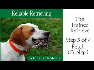 The Trained Retrieve, Reliable Retrieving DVD, Force Fetch Method Step 3of4 Fetch (ecollar)