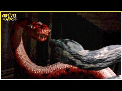 Boa vs. Python | The Snakes Battle Each Other | Creature Features