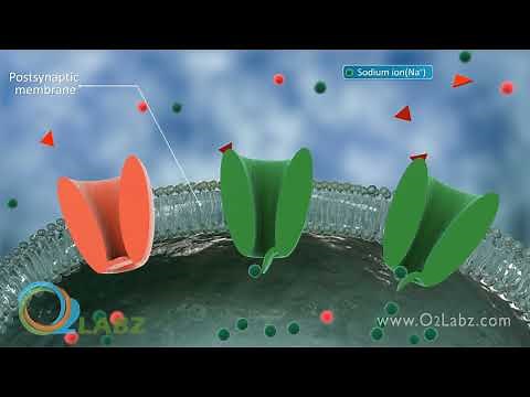 Nerve Synapse Animation